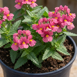1 Large Plant - Nemesia Nuvo Rose Improved, Outdoor Garden Ready, 2L Pot