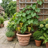 1 Grape Vine Vitis Centennial White Seedless Plant, Hardy Outdoor Garden Ready, 3 Litre Root Ball