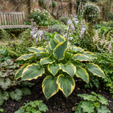 Set of 3 or 6 Large Hosta Plants - Atlantis Plantain Lily, Ready to Plant in Your Garden, 1L