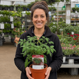 1 Tumbling Tom Red Cherry Tomato Plant, Outdoor Patio Trailing Garden Ready, 2 Litre Root Ball