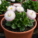 1 Bellis Habanera White English Daisy Plant, Outdoor Garden Ready, Spring & Autumn Bedding, 2Ltr Root-Ball