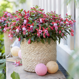 Set of 3 or 6 Large, Garden Ready Plants - Fuchsia Bella Nikita (Rose & Purple)