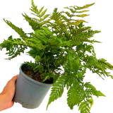 Copper Shield Fern Dryopteris Erythrosora