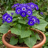 1 Large Senetti Violet Pericallis Plant, Spring Flowering, Outdoor Garden Ready, 6.5L Root-Ball