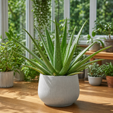 Aloe Vera Plant, Indoor Succulent, Easy Care Houseplant, 12cm 1 Litre Pots