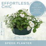 7 Colour Coordinated Plants - Effortless Chic Theme Speedplanter, Garden Ready