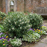 Set of 3 or 6 Osmanthus Burkwoodii Plants, Fragrant Evergreen Hedging Shrubs, Outdoor Garden Ready, White Flowers, 11cm Root-Ball