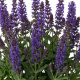 1 Salvia East Friesland Perennial Plant, Bee Friendly Purple Flowers, Garden Ready, 17cm/2L Root Ball