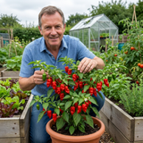 Set of 3 or 6 Large Chilli Pepper Plants - Armageddon, Ready to Plant in Your Garden