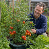 1 Alicante Tomato Plant, Live Outdoor Garden Ready, Grow Your Own Tomatoes, 2 Litre Root Ball