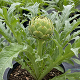 1 Green Globe Artichoke Live Plant, Hardy Perennial Vegetable, Outdoor Garden Ready, 2Ltr Root Ball