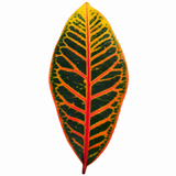 Croton Petra Joseph's Coat Variegated Houseplant, 12cm Pots