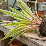 1 Large Plant - Cordyline Lime Passion, Ready to Plant in Your Garden, Peat Free