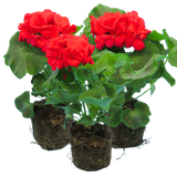 Geranium Toscana Mylena