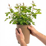 Rose - Bush - Orange