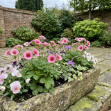 Set of 3 or 6 Potentilla Miss Wilmott Hardy Perennial Shrub Plants, Bee Friendly Summer Flowering, Outdoor Garden Ready, 1 Litre Root-Ball