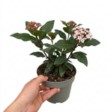 1 Viburnum Eve Price Plant, Evergreen Hardy Flowering Shrub, Garden Ready Hedge Plant, 3L 19cm Root-Ball