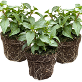 Set of 3 or 6 Large, Garden Ready Plants - Fuchsia Bella Nikita (Rose & Purple)
