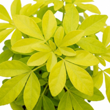 1 Choisya Aztec Gold Plant, Hardy Evergreen Mexican Orange Blossom Shrub, 3 Litre Root Ball