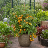 1 Honeycomb Cherry Tomato Plant, Outdoor Garden Ready, Grow Your Own Tomatoes, 2 Litre Root Ball