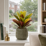 Croton Petra Joseph's Coat Variegated Houseplant, 12cm Pots