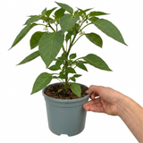 1 Sweet Pepper Redskin Plant, Grow Your Own Veg, Live Pepper Plant for Garden & Patio, 2Ltr Root-Ball