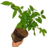1 Large Plant - Viburnum Mariesii, Ready to Plant in Your Garden, 3L Rootball