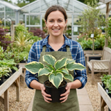 Set of 3 or 6 Large Hosta Plants - Atlantis Plantain Lily, Ready to Plant in Your Garden, 1L