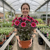 1 Large Plant - Dahlia Dahlegria Pink Flame, Ready to Plant in Your Garden, 3L