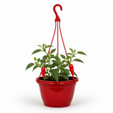 Chilli Pepper Hanging Basket, Spicy Jane, 25cm Pots