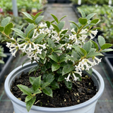 1 Osmanthus Delavayi Plant, Fragrant Evergreen Shrub, Outdoor Garden Ready, 19cm Root Ball