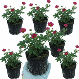 Set of 3 or 6 Potentilla Miss Wilmott Hardy Perennial Shrub Plants, Bee Friendly Summer Flowering, Outdoor Garden Ready, 1 Litre Root-Ball