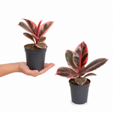 Rubber Plant Ficus Belize Pink, Easy Care Indoor Houseplant, 12cm 1 Litre Pots