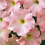 Set of 3 or 6 Large Plants - Petunia Express Apple Blossom, Outdoor Garden Ready