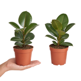 Rubber Plant Ficus Robusta, Indoor Houseplant, 12cm 1 Litre Pots