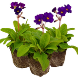 Polyanthus Stella Pheasant Eye