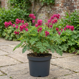 1 Dicentra Luxuriant Bleeding Heart Plant, Hardy Shade Perennial, Garden Ready, 17cm Root-Ball
