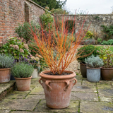 1 Cornus Midwinter Fire Shrub, Red Stem Dogwood Plant for Winter Interest, 3 Litre Root Ball
