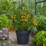 1 Live Tomato Totem Plant, Hardy Dwarf Bush Variety, Patio & Container Garden Ready, 2Ltr Root-Ball