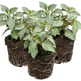Set of 3 or 6 Large, Outdoor Garden Ready Plants - Fuchsia Bella Hilda (Pink & White)