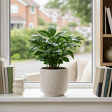 Coffea Arabica Coffee Plant, Indoor Houseplant, 12cm 1 Litre Pots