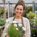 1 Large Plant - Cosmos Apollo White, Ready to Plant in Your Garden, 5L Pot