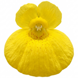 Set of 3 or 6 Garden Ready Plants – Calceolaria Calynopsis ‘Yellow’, Ready to Plant