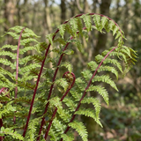 Set of 3 or 6 Lady Fern Athyrium Lady in Red Hardy Perennial Plants, Shade Garden Ready, Outdoor Fern, 11cm or 1L Root Ball