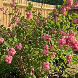 1 Large Plant - Symphoricarpos Magical Candy, Outdoor Garden Ready, 3L Pot