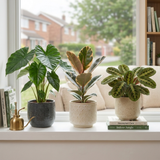 3 Rare Statement Foliage Live Indoor Plants, Tropical Houseplant Collection, 1Ltr Root Ball