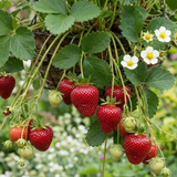 Set of 3 or 6 Large Plants - Strawberry Loran Variety, Outdoor Garden Ready, 1L