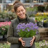 1 Large Plant - Nemesia Nuvo Blue 180, Outdoor Garden Ready, 2L Pot