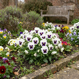 Set of 3 or 6 Pansy Cats Plus White Plants, Hardy Winter & Spring Flowering Pansies, 1 Litre Root-Ball