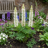 Set of 3 or 6 Hardy Lupin Legendary White Perennial Plants, Bee Friendly Cottage Garden Lupins, 1 Litre Root Ball